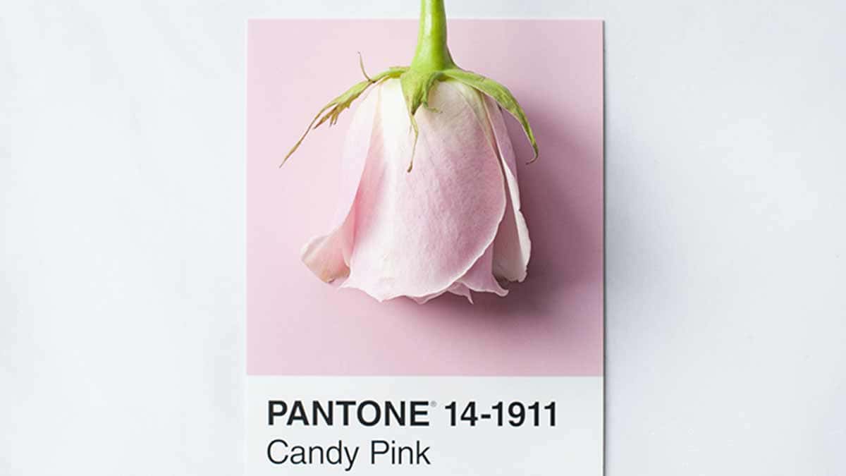イメージ画像｜デザイン思考について｜ピンクのバラの華の色とパントーンカラーとを対比させているイメージ画像